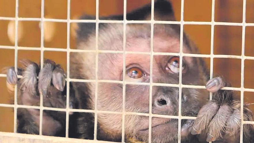 Els animals exòtics no són mascotes