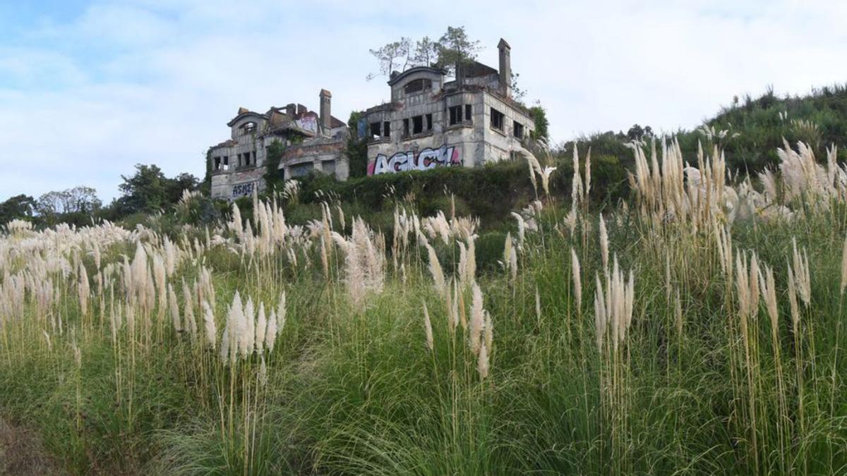 Hierba de la Pampa delante de las Casas Bailly en Cambre. | //C. PARDELLAS