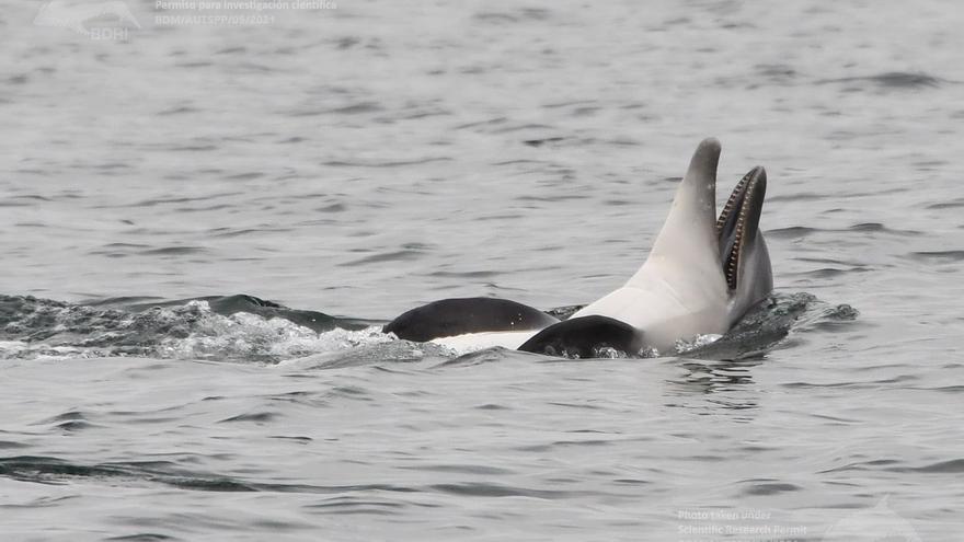 El estudio de los delfines 