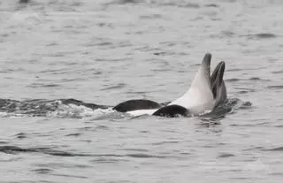 Los estudios del BDRI sobre los delfines protagonizan el Congreso de Cetáceos