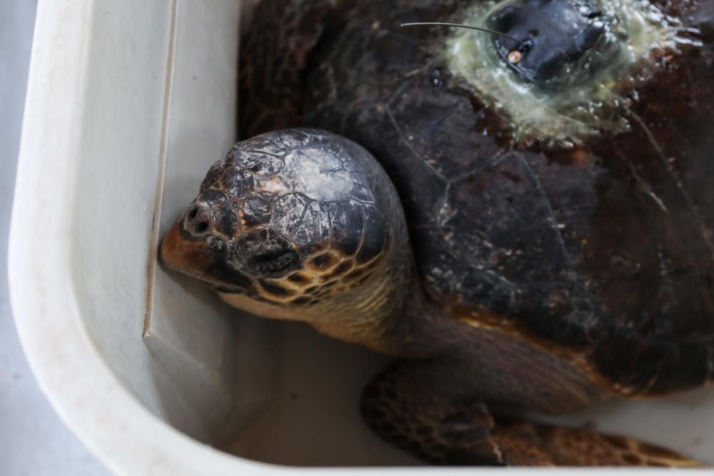 Tortugas rescatadas en aguas de Baleares