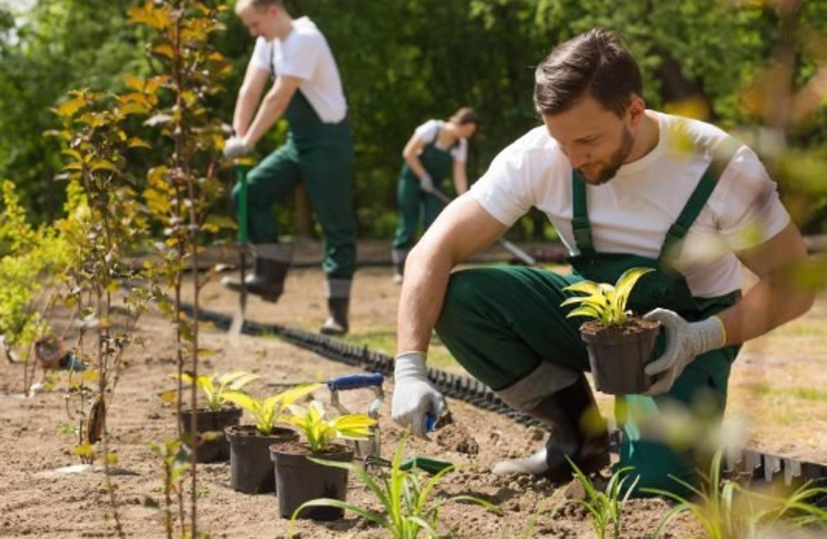 Ofertas de empleo para profesionales autónomos del sector de la jardinería. Ofertas de empleo para profesionales autónomos del sector de la jardinería.