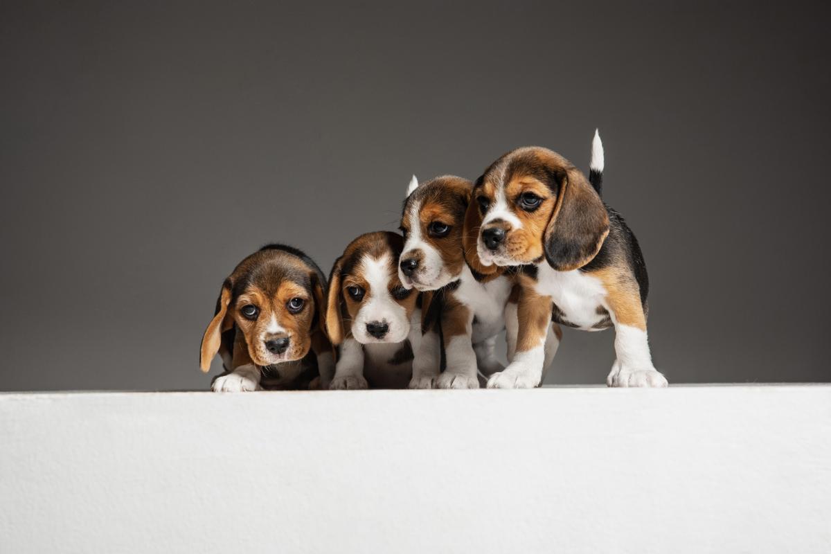 Los Beagle son una de las razas de perros más comunes