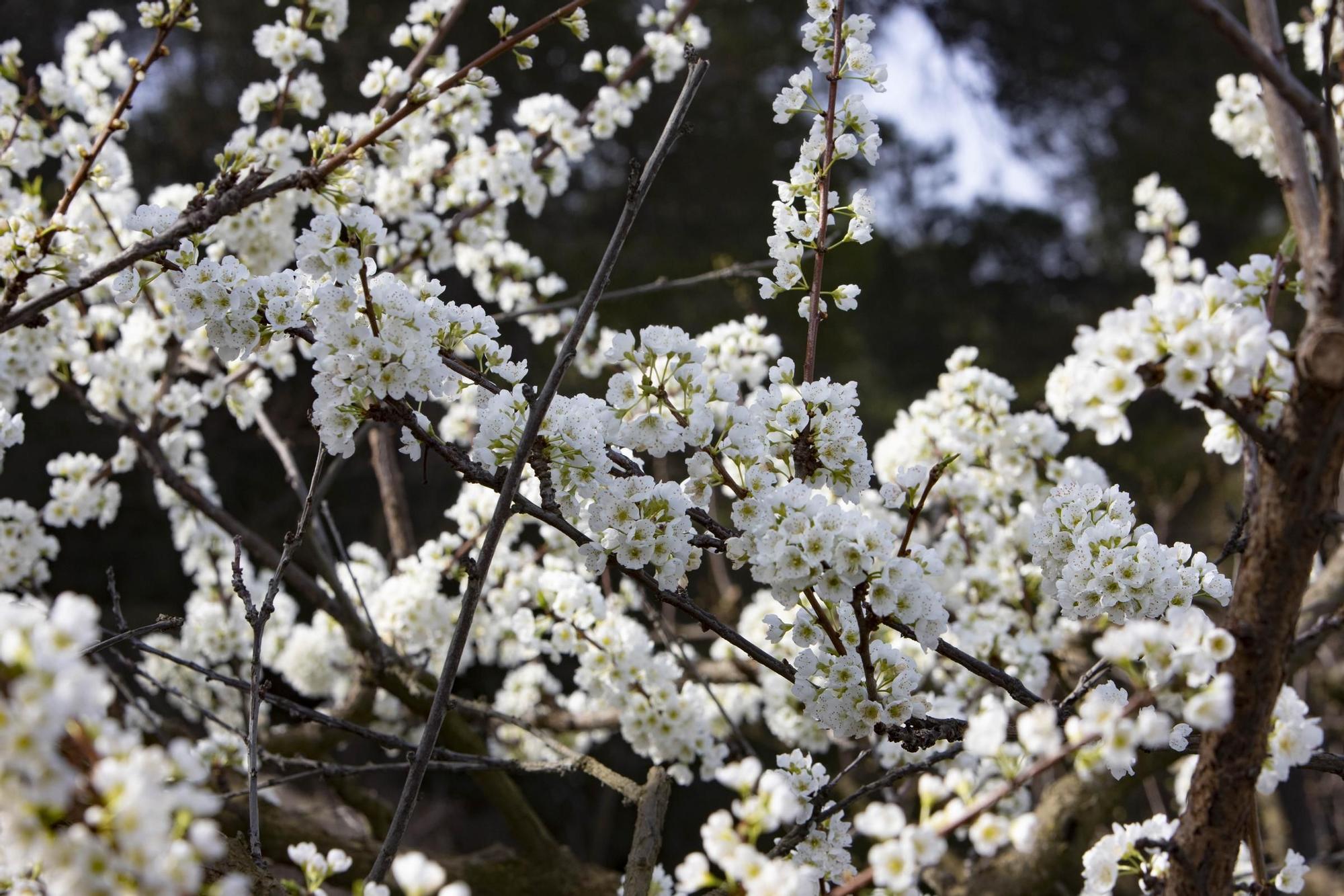 Los almendros en flor ya alegran los paisajes valencianos