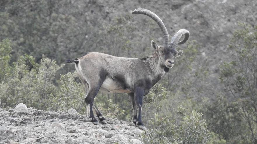 Una cabra salvatge a Montserrat, en una imatge d'arxiu