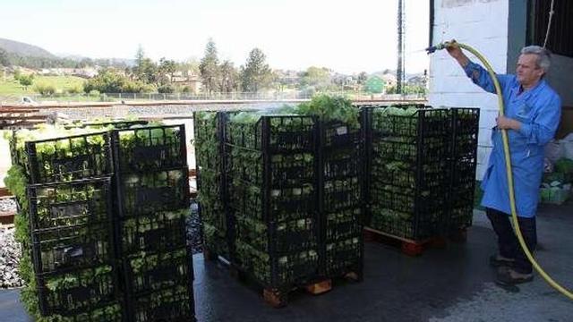 Las verduras donadas por empresas de la comarca. // FDV