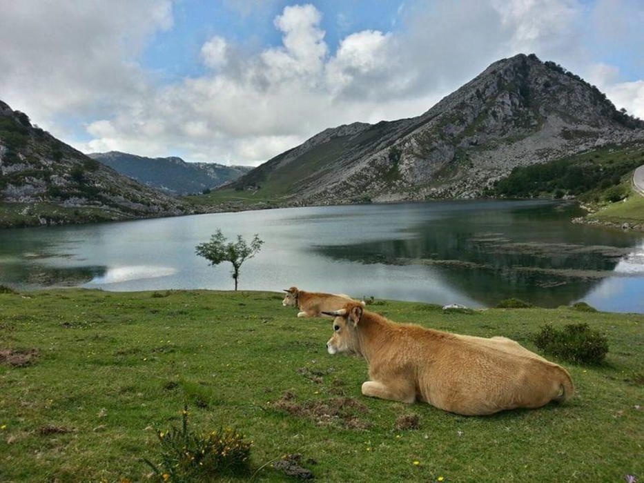 Relax. Als llacs de Covadonga, a vegades anomenats Llacs d'Enol, un dels nostres lectors va fer aquesta fotografia, en què es poden veure dues vaques relaxant-se al costat dels famosos llacs dels Pics d'Europa, a Astúries.