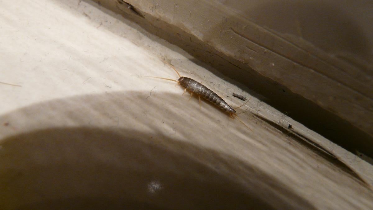 silverfish