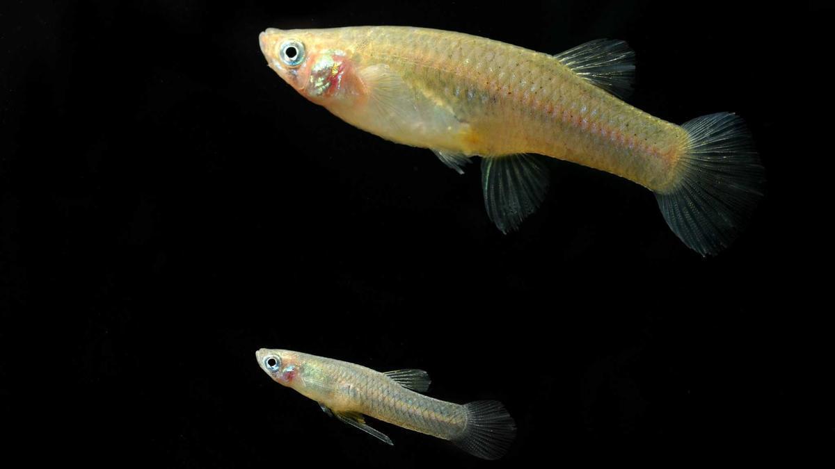 La gambusia es uno de los peces invasores más presentes en los ríos y embalses europeos
