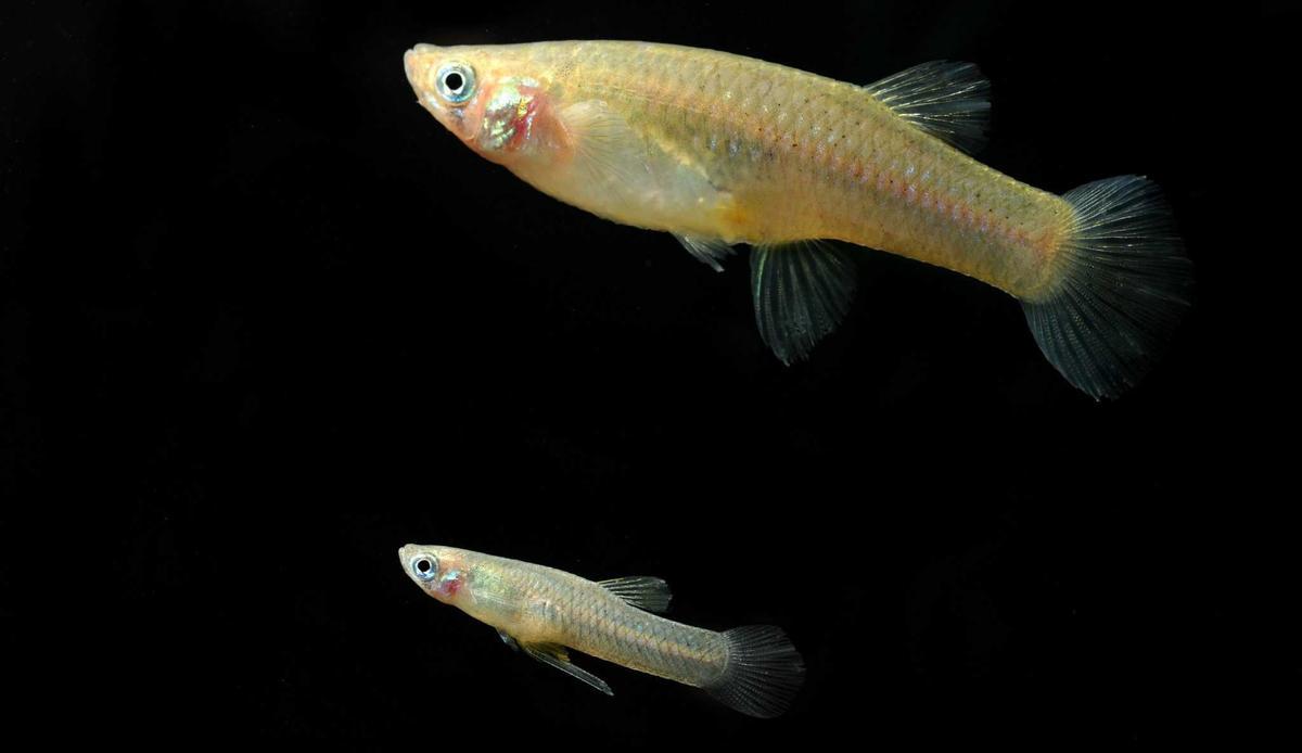 La gambusia es uno de los peces invasores más presentes en los ríos y embalses europeos