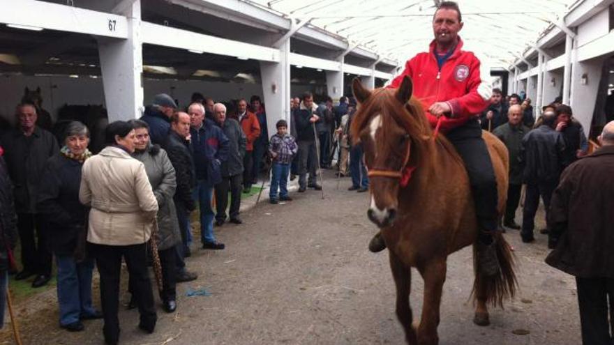 Un jinete prueba a montar un caballo en pleno recinto de Santa Teresa.