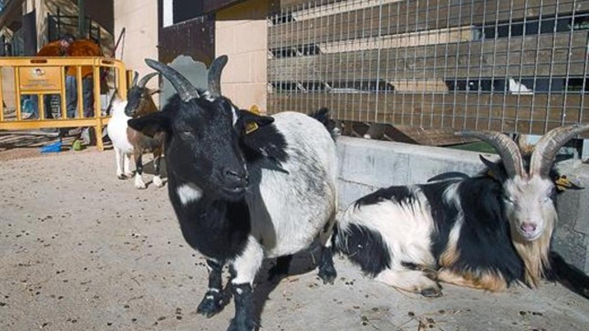 Un grupo de cabras, ayer, en la granja infantil del zoo de Barcelona.