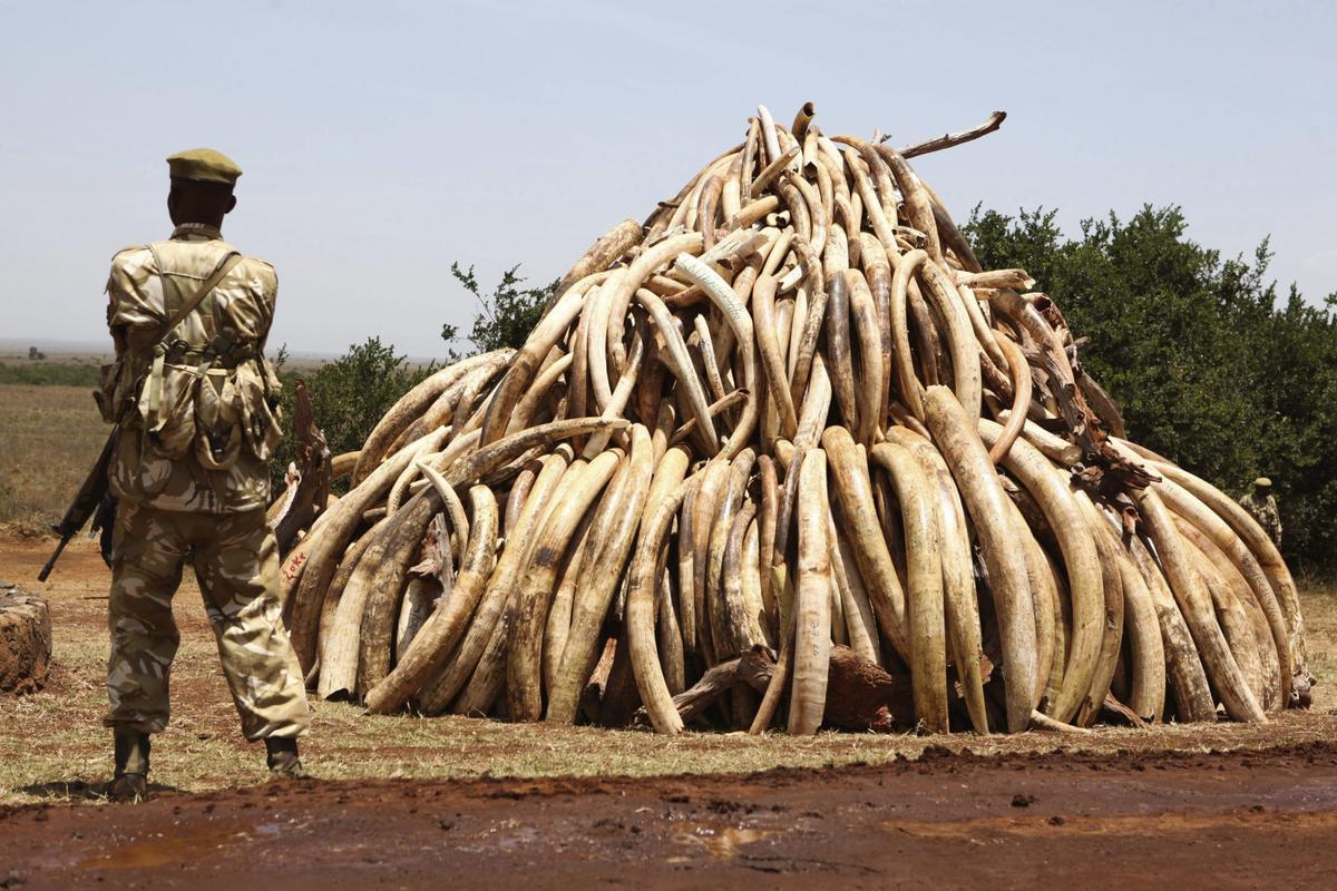 Montón de colmillos de elefante decomisados