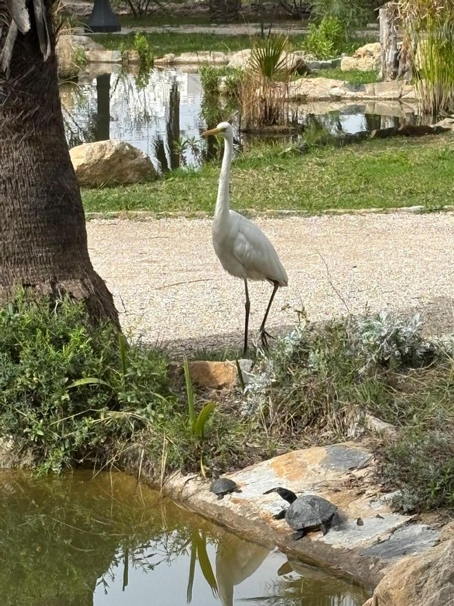 La vida secreta del Palmeral: donde cantan las ranas y acechan las garzas