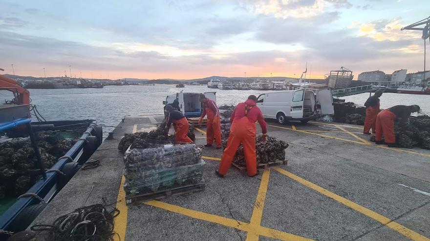 La actividad del puerto grovense de O Corgo ligada al cultivo de ostra rizada.