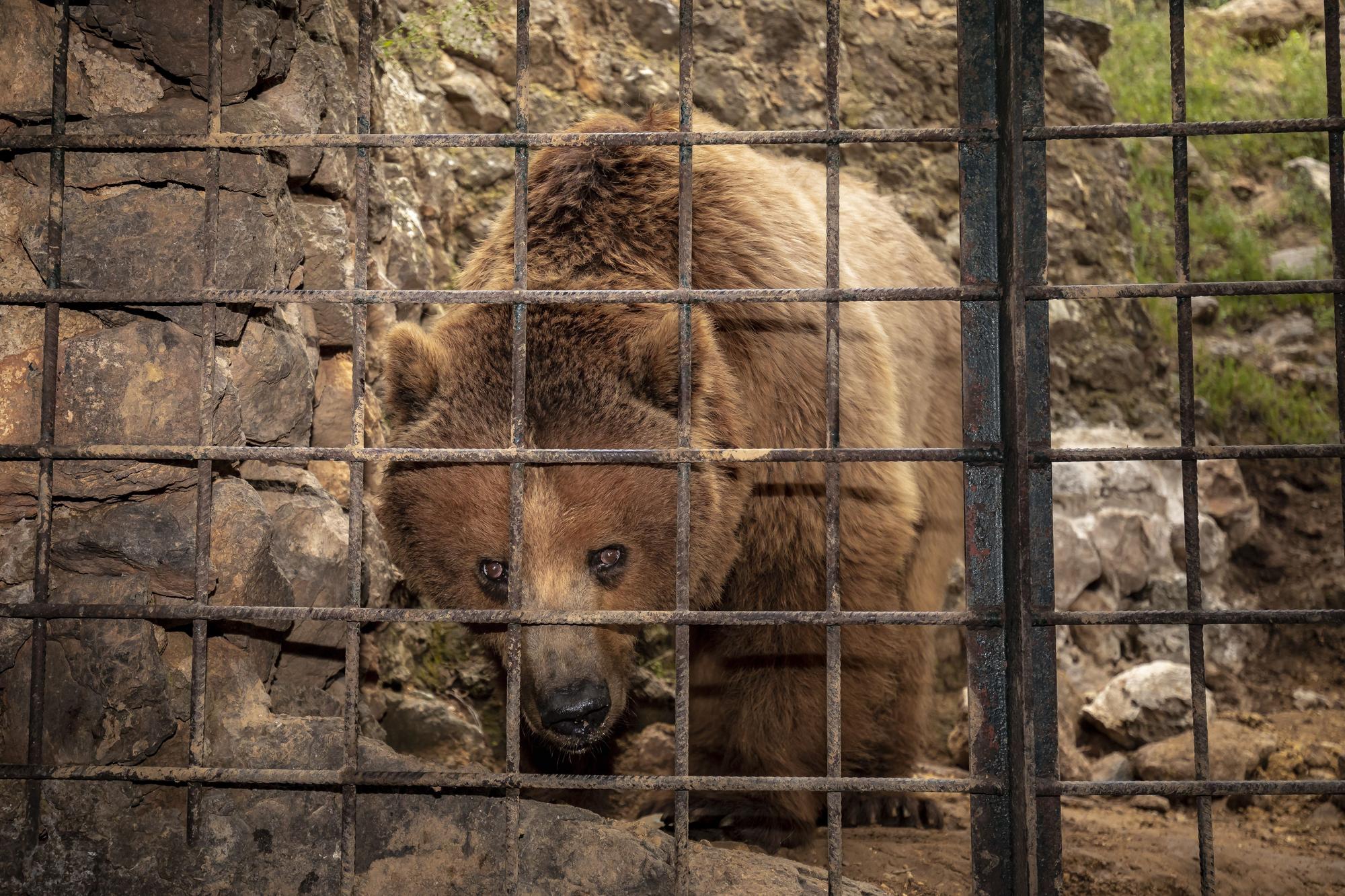 Los osos de Mallorca se reencuentran con su mamá humana