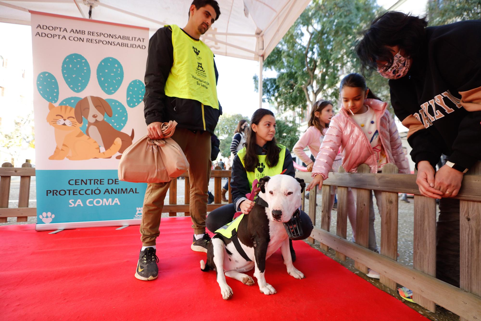 Jornada de adopción de perros en Ibiza