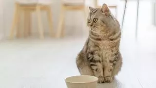 Los veterinarios coinciden: “Muchos gatos beben menos agua de la que necesitan porque su bebedero les resulta incómodo”