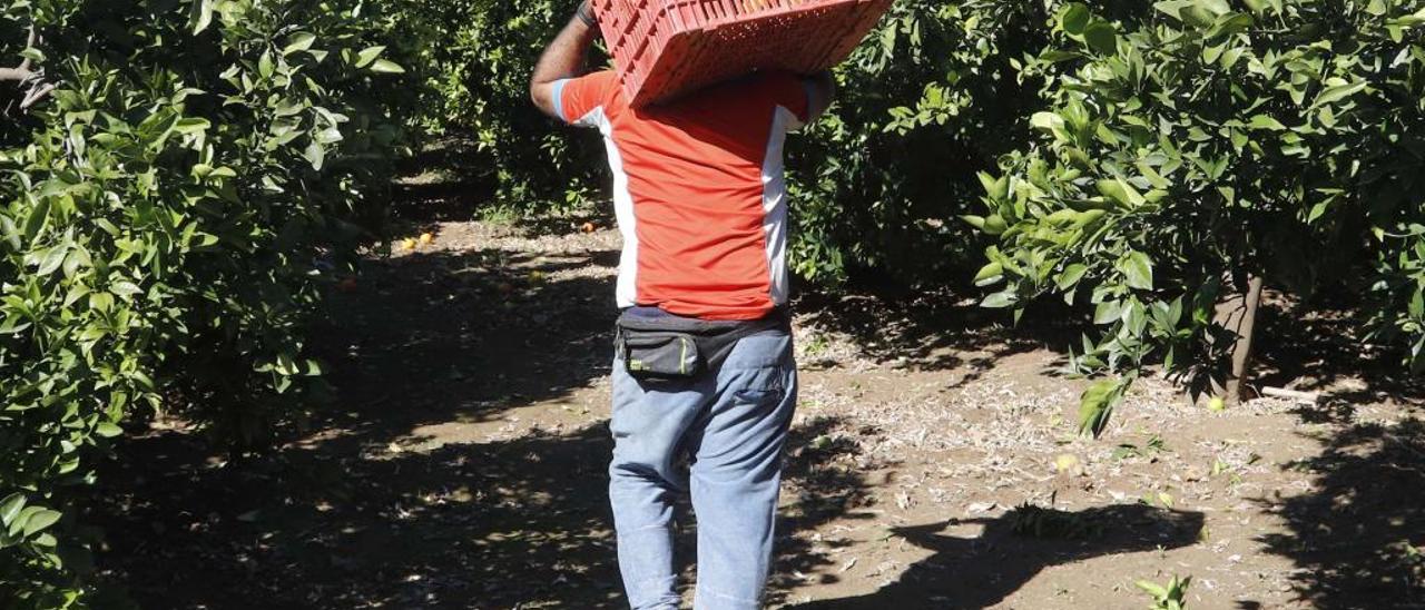 Un «collidor» durante los trabajos de recolección en un campo de la Ribera en una imagen de la presente campaña.