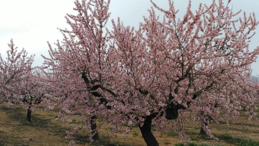 Viver apuesta por el almendro en flor - Levante-EMV