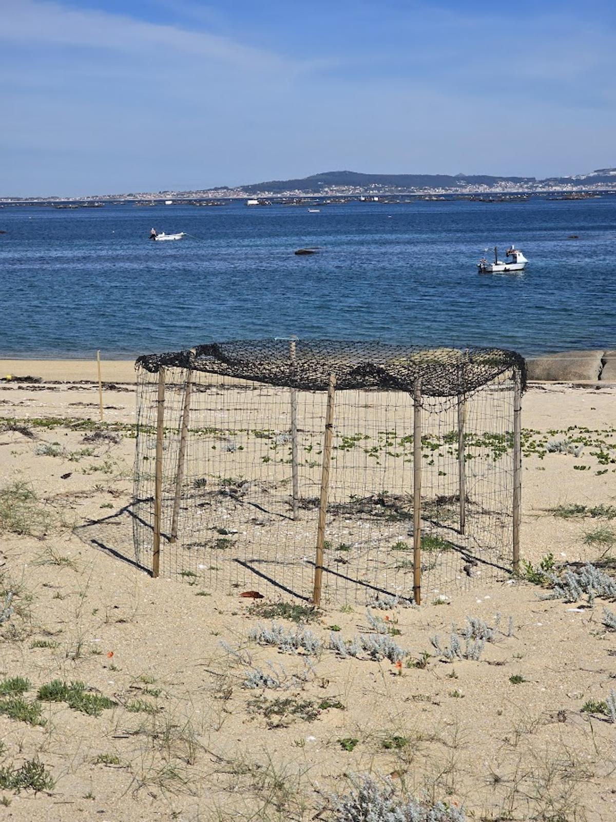 Jaulón de protección de un nido en la playa de Mexilloeira (O Grove).