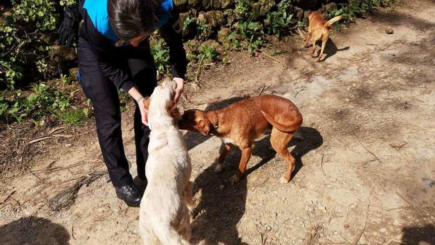 La agente Jennifer González controla uno de los perros de Bauro a cuyo dueño se le ha abierto un expediente sancionador por tenerlos sin identificar.