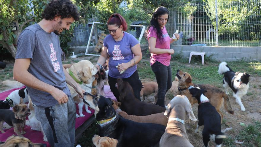 Hoteles caninos de Ourense cuelgan el cartel de completo para todo el verano