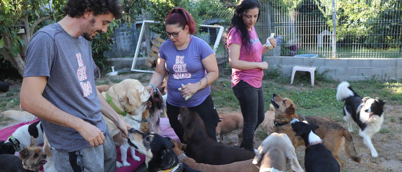 Perros atendidos en el hotel Bichiños, en Coles.