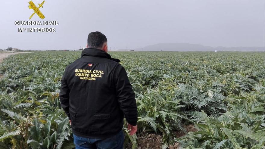 Cae un grupo delictivo que sustraía productos del campo