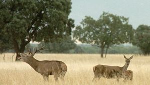 Varios ciervos en el Parque Nacional de Cabañeros.