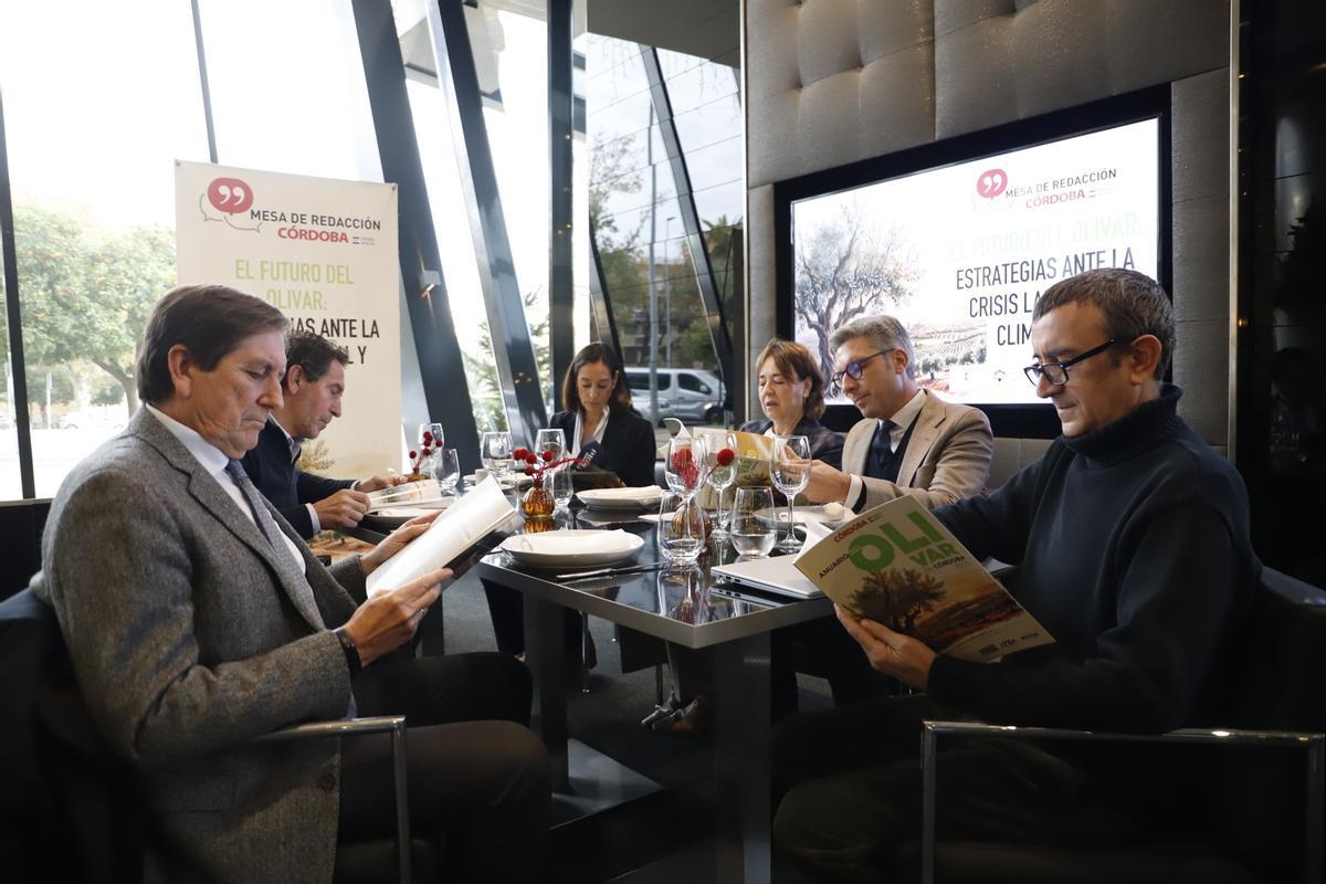 Radiografía del sector oleícola en Córdoba, en imágenes