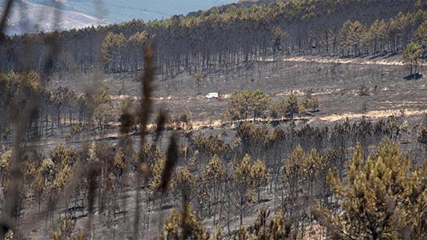 Parte de la zona calcinada en Verín.