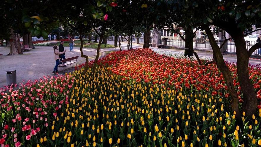 Oporto se viste de color: la ruta de los 100.000 tulipanes que anuncia la primavera en Portugal