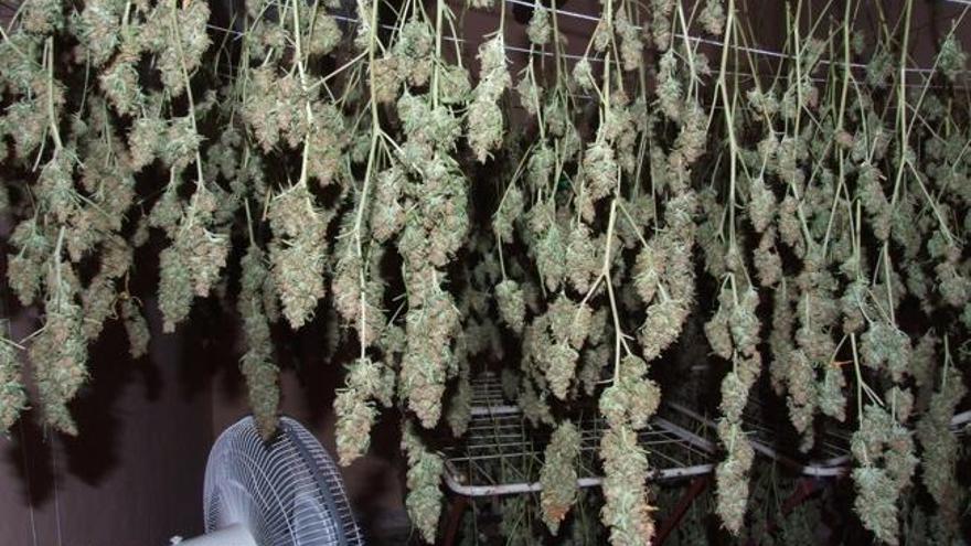 Detingut un pierenc per cultivar 475 plantes  de marihuana a Gelida