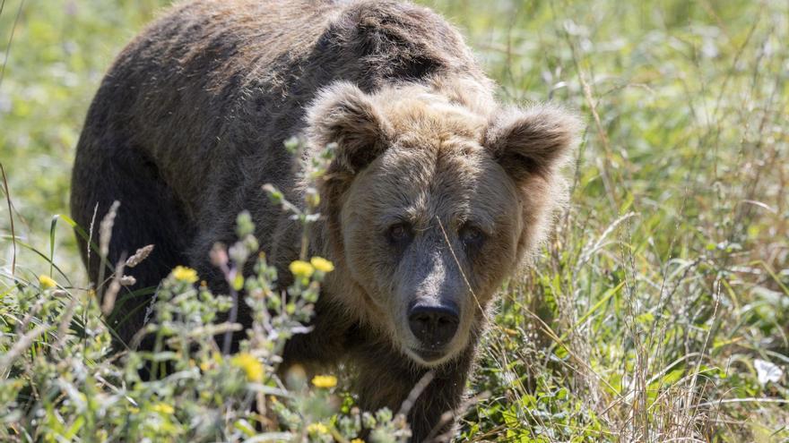 La osa «Paca», entre abundante vegetación, en el cercado osero de los Valles del Trubia. | Miki López