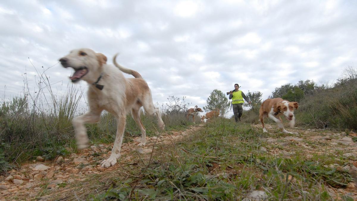 Caza del jabalí con perros