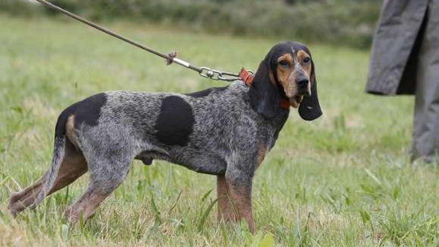 Vila de Cruces presume de paisaje y de aptitudes de perros de caza