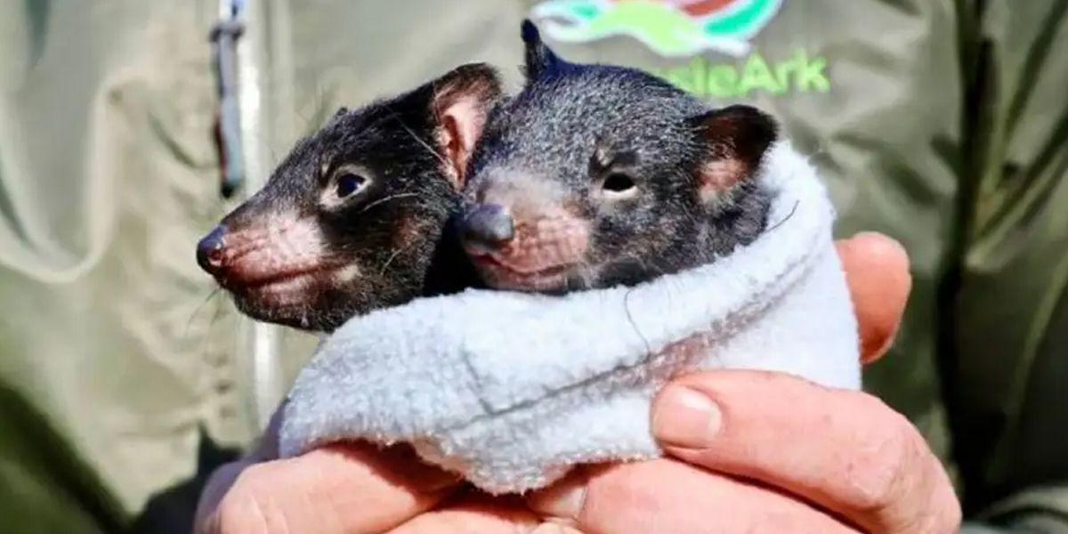 Dos cachorros de demonio de Tasmania