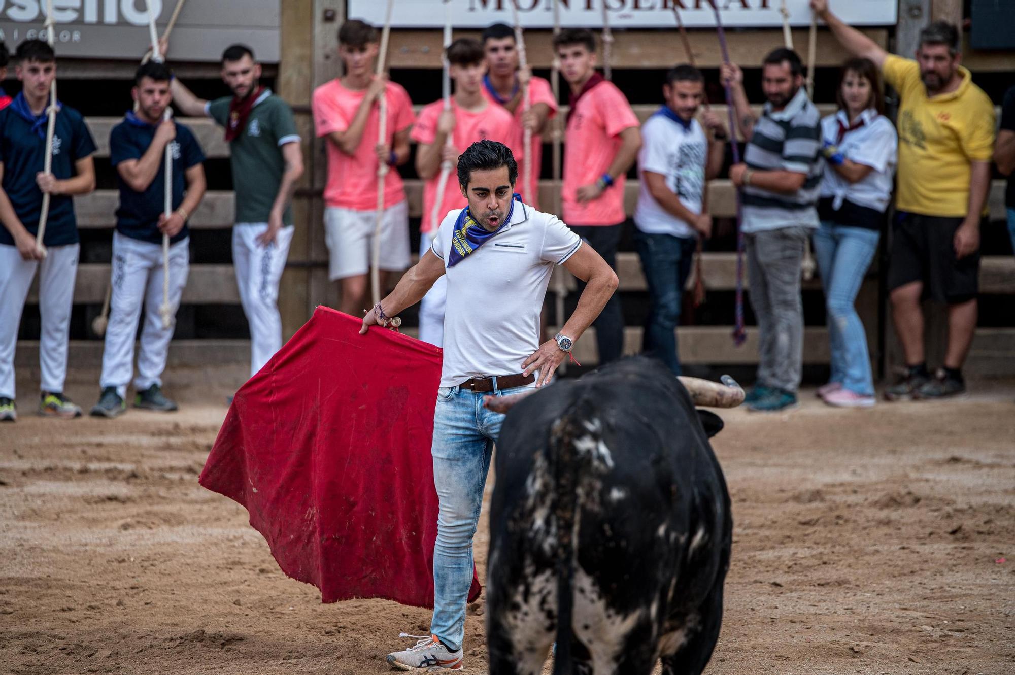 Corre de bou de Cardona: les fotos de l'última jornada
