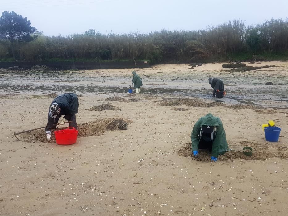 El marisqueo regresa a la ría.