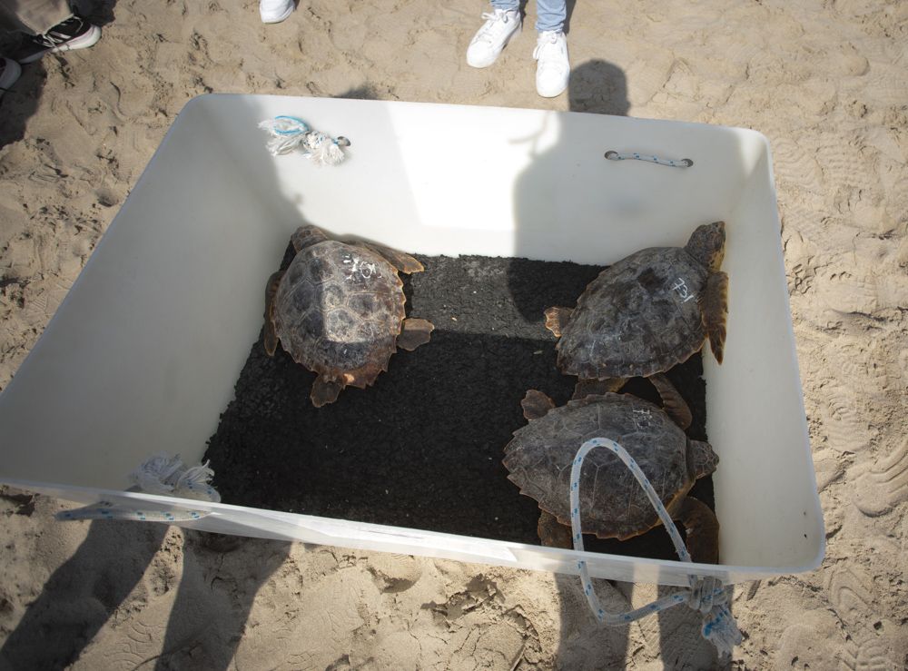 Suelta de tortugas en la playa del Port de Sagunt