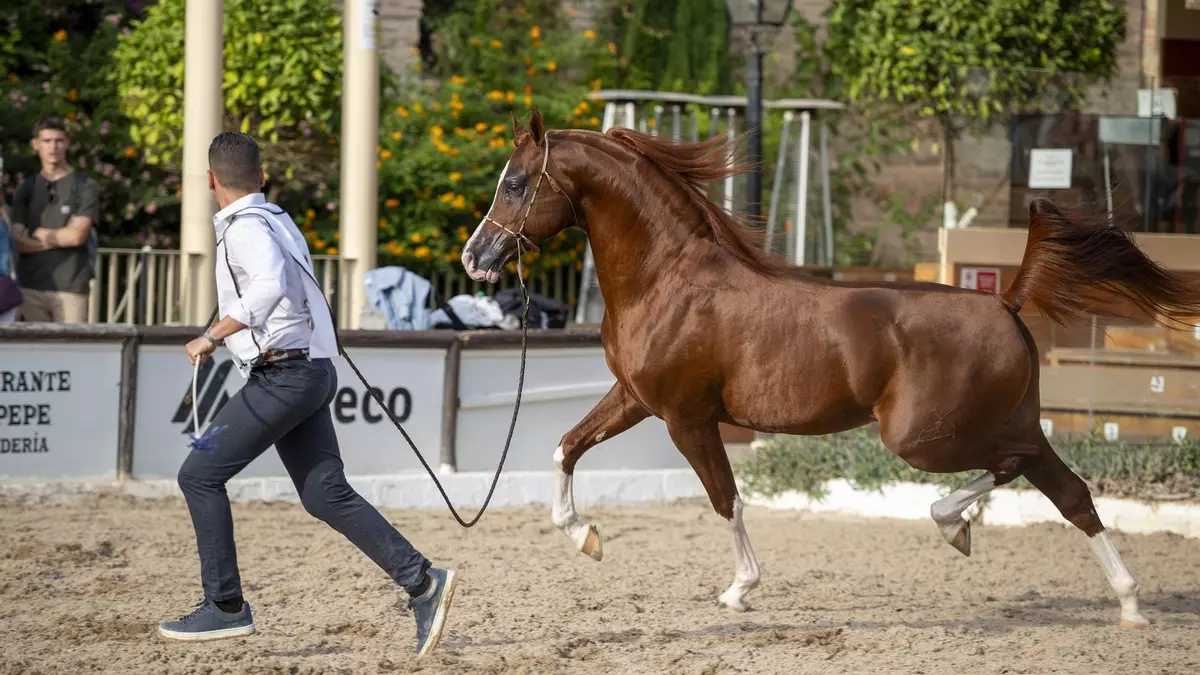 Más de 70 ejemplares participan en una competición de alto nivel en Caballerizas