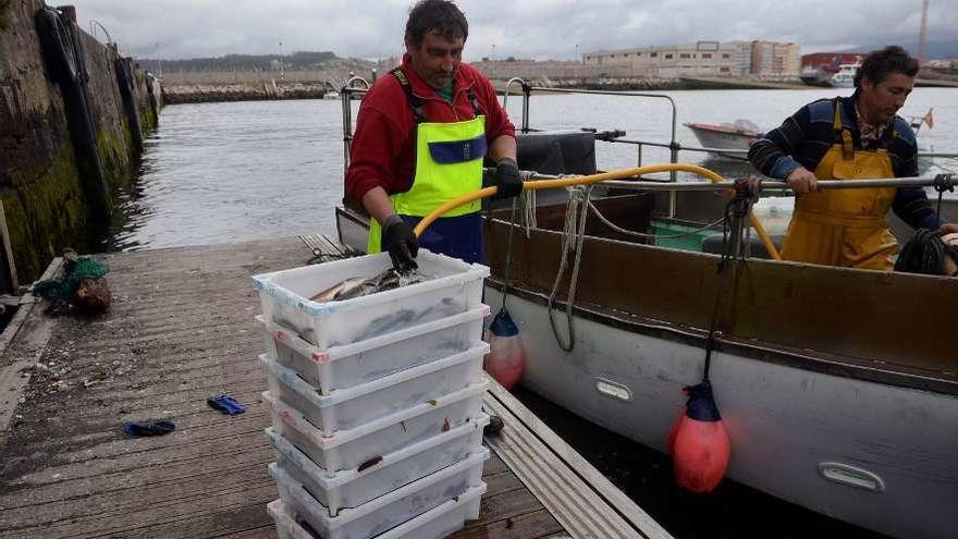 Dos pescadores descargan sus capturas en un puerto gallego.