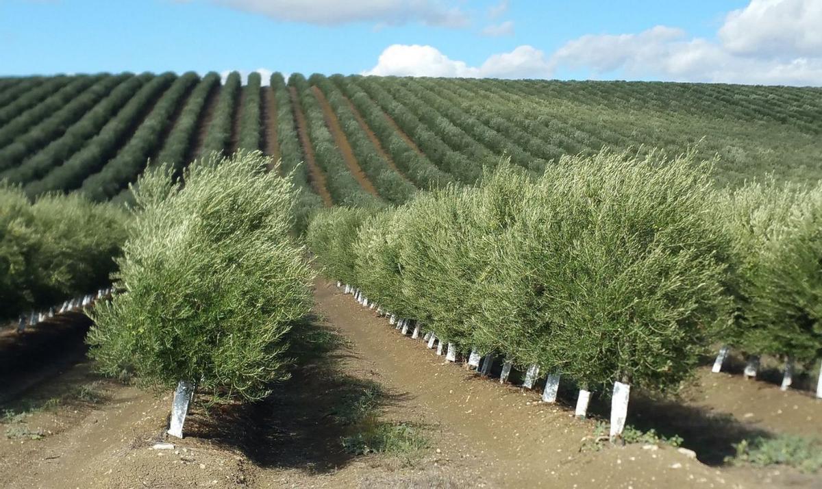 Finca con nuevas variedades de olivo situada en Córdoba. | CÓRDOBA