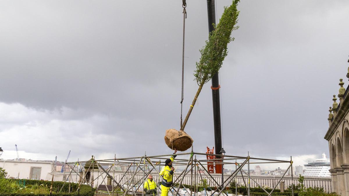 El jardín de San Carlos de A Coruña reabrirá en primavera con nuevos olmos