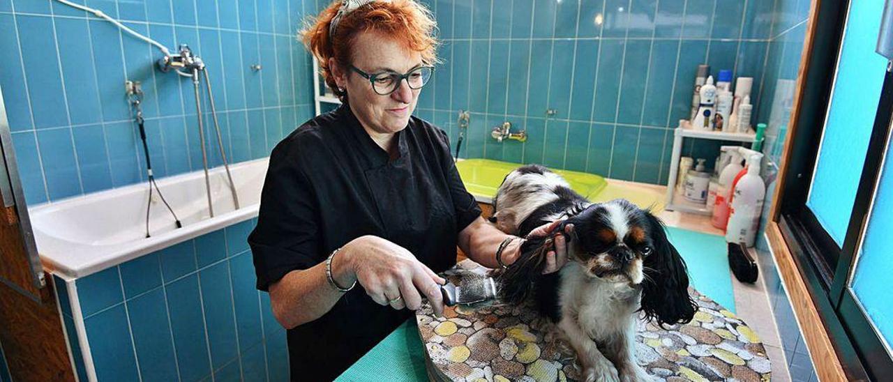 Acicalado de un perro en el salón O Rechunchiño de Noe.