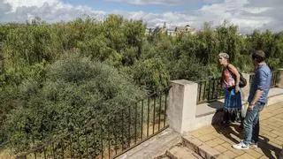 La limpieza de los Sotos de la Albolafia empieza hoy tras una década sin actuaciones