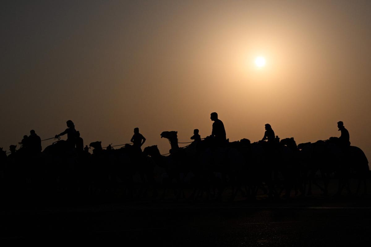 Carrera de camellos con jinetes-robot en Al Sheehaniya (Doha).