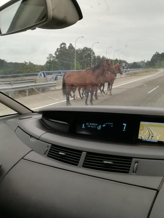 La A8 interrumpida por varios caballos