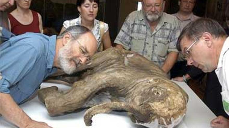 Hallada una cria de mamut de 10.000 años